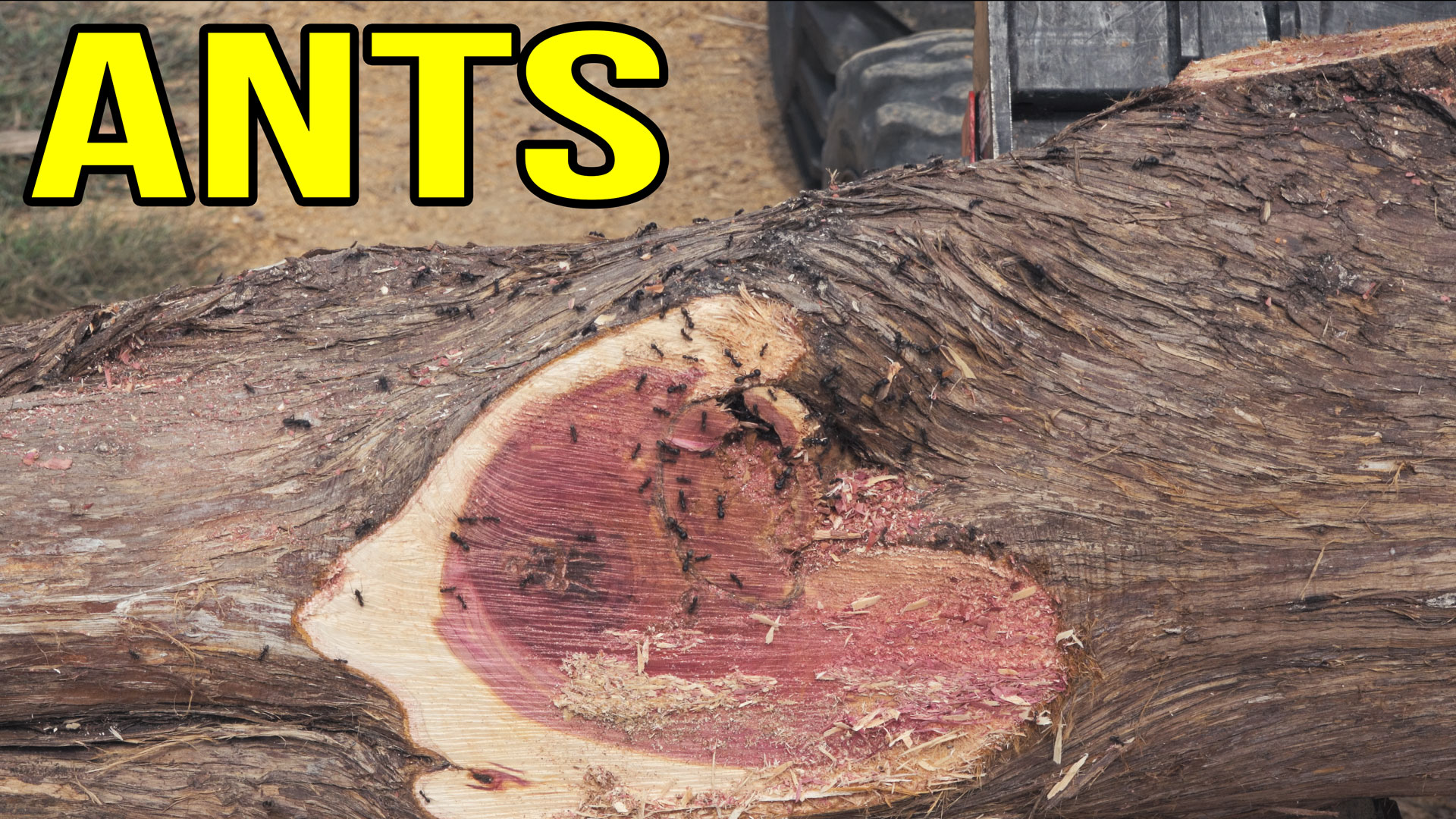 Day 522 – Milling Ant-Infested Cedar