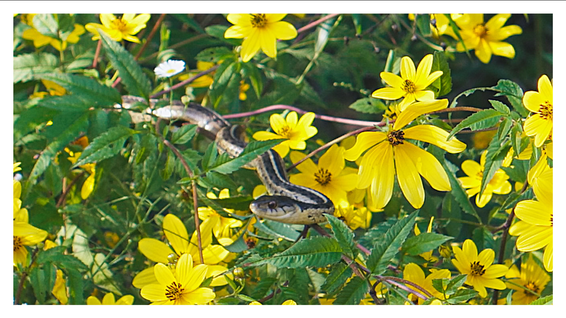 Day 523 – Hickory, Snake, Sunrise Coffee, Birthday